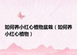 如何养小红心植物盆栽（如何养小红心植物）