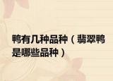 鸭有几种品种（翡翠鸭是哪些品种）