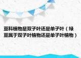 豆科植物是双子叶还是单子叶（绿豆属于双子叶植物还是单子叶植物）