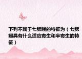 下列不属于七鳃鳗的特征为（七鳃鳗具有什么适应寄生和半寄生的特征）