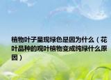 植物叶子呈现绿色是因为什么（花叶品种的观叶植物变成纯绿什么原因）