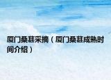 厦门桑葚采摘（厦门桑葚成熟时间介绍）