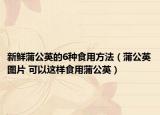 新鲜蒲公英的6种食用方法（蒲公英图片 可以这样食用蒲公英）