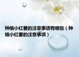 种植小红薯的注意事项有哪些（种植小红薯的注意事项）