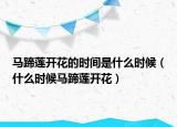 马蹄莲开花的时间是什么时候（什么时候马蹄莲开花）