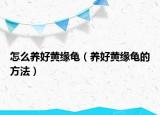怎么养好黄缘龟（养好黄缘龟的方法）