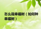 怎么栽幸福树（如何种幸福树）