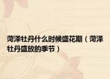 菏泽牡丹什么时候盛花期（菏泽牡丹盛放的季节）