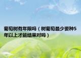 葡萄树有年限吗（树葡萄最少要种5年以上才能结果对吗）