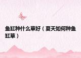 鱼缸种什么草好（夏天如何种鱼缸草）