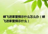 蝉飞进家里预示什么怎么办（蝉飞进家里预示什么）
