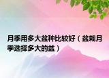 月季用多大盆种比较好（盆栽月季选择多大的盆）