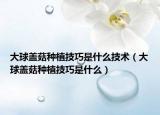 大球盖菇种植技巧是什么技术（大球盖菇种植技巧是什么）