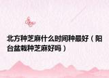 北方种芝麻什么时间种最好（阳台盆栽种芝麻好吗）