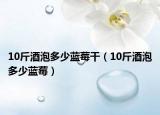 10斤酒泡多少蓝莓干（10斤酒泡多少蓝莓）