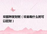 坟前种发财树（坟墓栽什么树可以旺财）