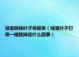 绿宝树掉叶子卷起来（绿宝叶子打卷一碰就掉是什么回事）
