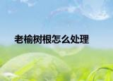 老榆树根怎么处理