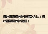 细叶福禄桐养护流程及方法（细叶福禄桐养护流程）