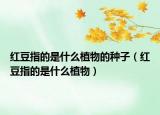 红豆指的是什么植物的种子（红豆指的是什么植物）