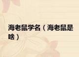 海老鼠学名（海老鼠是啥）
