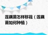莲藕苗怎样移栽（莲藕苗如何种植）
