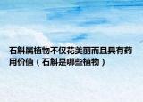 石斛属植物不仅花美丽而且具有药用价值（石斛是哪些植物）