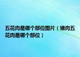 五花肉是哪个部位图片（猪肉五花肉是哪个部位）