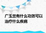 广玉兰有什么功效可以治疗什么疾病