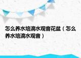 怎么养水培滴水观音花盆（怎么养水培滴水观音）