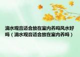 滴水观音适合放在室内养吗风水好吗（滴水观音适合放在室内养吗）
