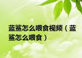 蓝鲨怎么喂食视频（蓝鲨怎么喂食）