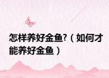 怎样养好金鱼?（如何才能养好金鱼）