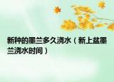 新种的墨兰多久浇水（新上盆墨兰浇水时间）