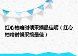 红心柚啥时候采摘最佳呢（红心柚啥时候采摘最佳）