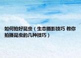如何拍好昆虫（生态摄影技巧 教你拍摄昆虫的几种技巧）