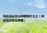 鸿运当头怎么种植用什么土（鸿运当头怎么种植）