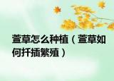 萱草怎么种植（萱草如何扦插繁殖）