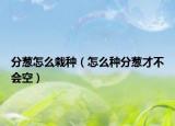 分葱怎么栽种（怎么种分葱才不会空）