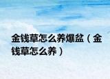 金钱草怎么养爆盆（金钱草怎么养）