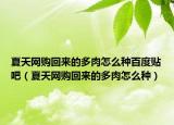 夏天网购回来的多肉怎么种百度贴吧（夏天网购回来的多肉怎么种）
