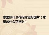 家里放什么花招财运好图片（家里放什么花招财）