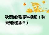 秋葵如何播种视频（秋葵如何播种）