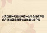 小麦自留种究竟能不能种会不会造成严重减产 揭晓答案具体情况详细内容介绍