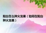 阳台怎么种火龙果（如何在阳台种火龙果）