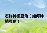 怎样种植豆角（如何种植豆角）