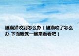 被猫猫咬到怎么办（被猫咬了怎么办 下面我就一起来看看吧）