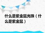 什么是紫金鼠光珠（什么是紫金鼠）