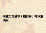 蕙兰怎么浇水（如何给小叶蕙兰浇水）
