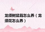 龙须树盆栽怎么养（龙须花怎么养）